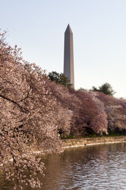 kiraz çiçeği ve washington Anıtı