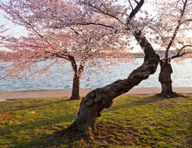 Cherry Blossom Trees by Tidal Basin clipart