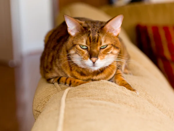 Бенгальский котенок со средним взглядом — стоковое фото