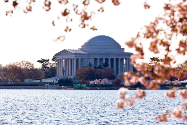 桜とジェファーソン記念堂 — ストック写真