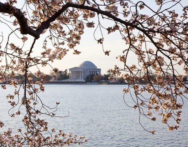 벚꽃과 제퍼슨 기념관 — 스톡 사진