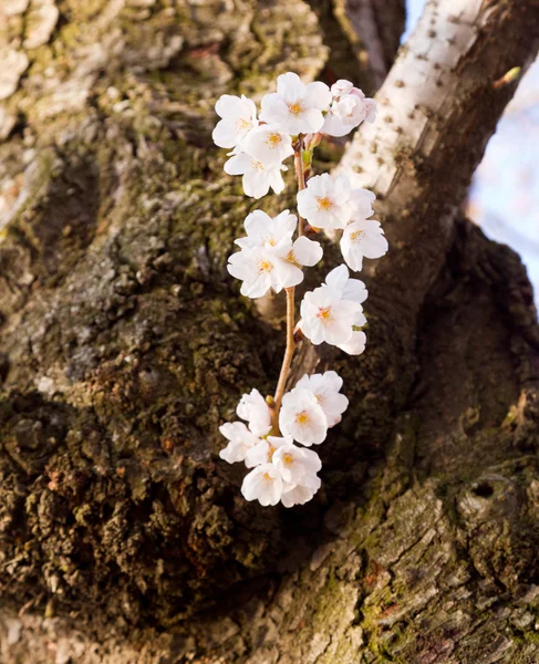 Kiraz çiçeği ağaçlarıyla gelgit Havzası — Stok fotoğraf