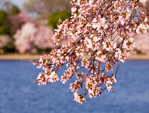 Cseresznyevirág fák által árapály medence — Stock Fotó