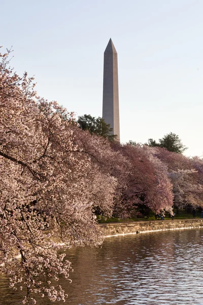 Fleur de cerisier et monument de Washington — Photo