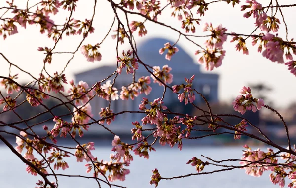 벚꽃과 제퍼슨 기념관 — 스톡 사진