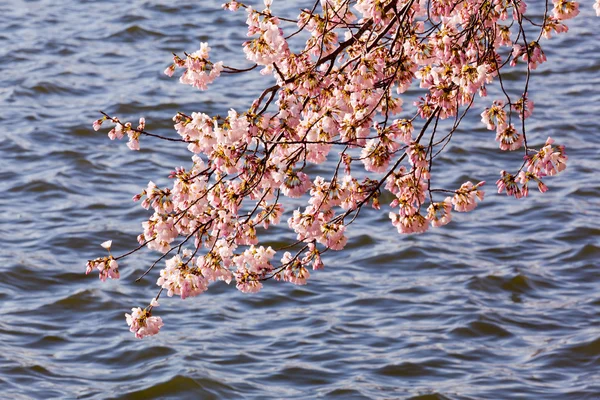 Λουλούδια κεράσι δέντρα από την παλιρροιακή λεκάνη — Φωτογραφία Αρχείου