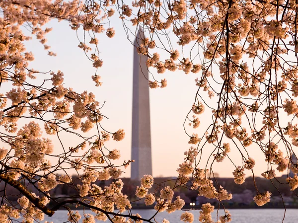 Cseresznyevirág és a washington-emlékmű — Stock Fotó