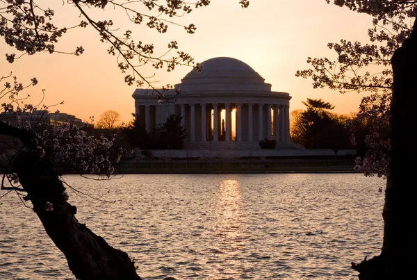 Flor de cerezo y Jefferson Memorial — Foto de Stock