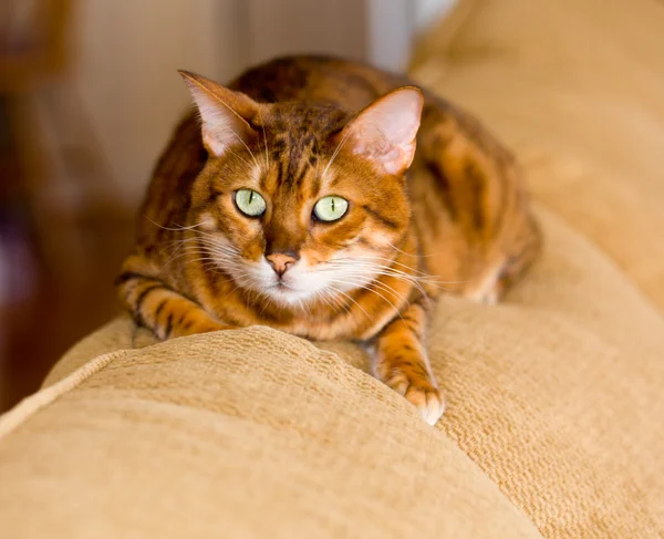 Бенгальский котенок с открытым взглядом — стоковое фото