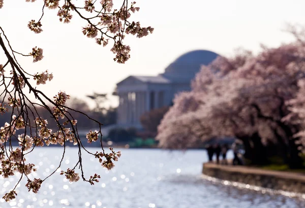 Cherry Blossom e Jefferson Memorial — Fotografia de Stock