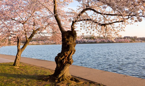 Árboles de flor de cerezo por cuenca de marea — Foto de Stock