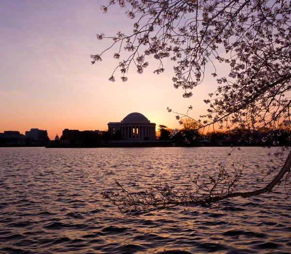Flor de cerezo y Jefferson Memorial —  Fotos de Stock