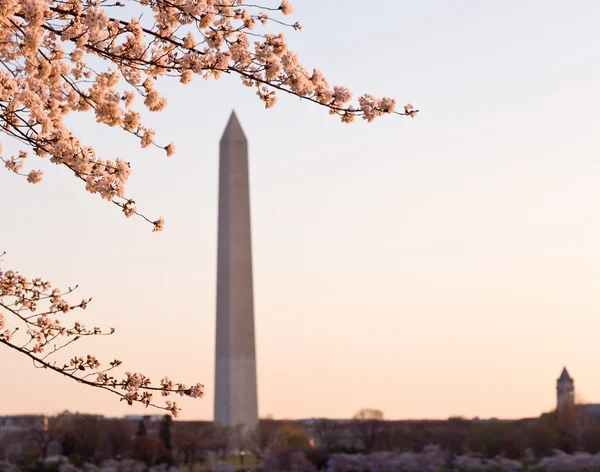 벚꽃과 워싱턴 기념비 — 스톡 사진