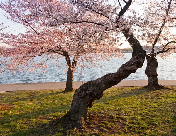 Bomen van de kersenbloesem door getijde bekken — Stockfoto