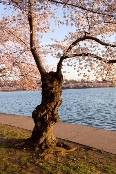 Cherry Blossom Trees by Tidal Basin — Stock Photo, Image