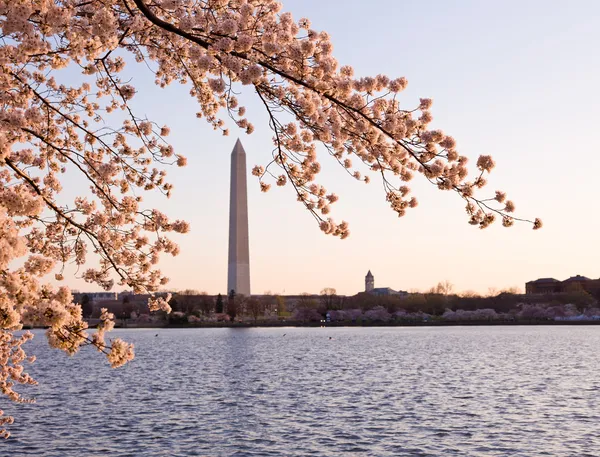 Вишневий цвіт і пам'ятник Вашингтону — стокове фото