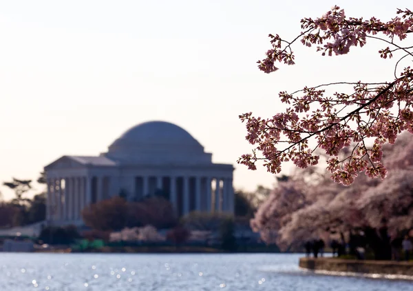 Cherry Blossom and Jefferson Memorial — Stock Photo, Image
