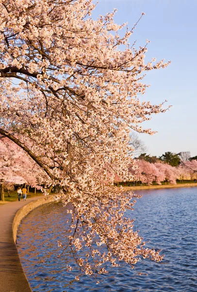 タイダル ・ ベイスンで桜の木 — ストック写真