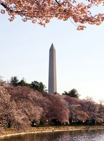 Cherry Blossom and Washington Monument — Stock Photo, Image