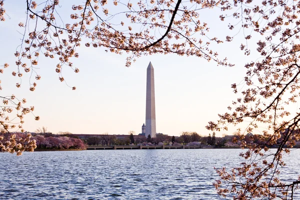 kiraz çiçeği ve washington Anıtı