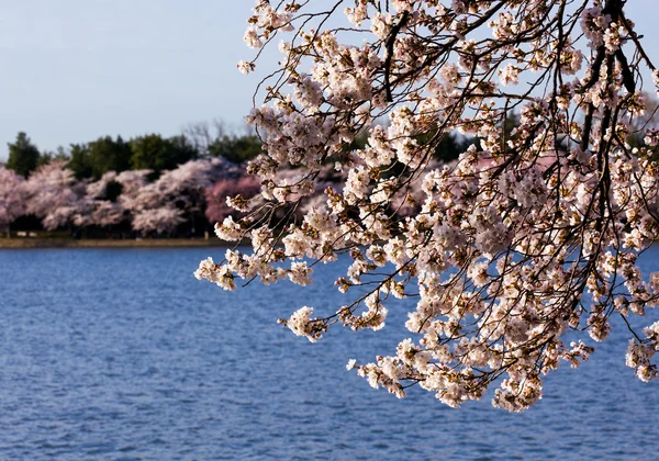 Kirschblütenbäume am Flutbecken — Stockfoto