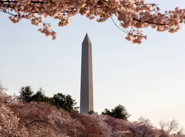 Цветок вишни и памятник Вашингтону — стоковое фото