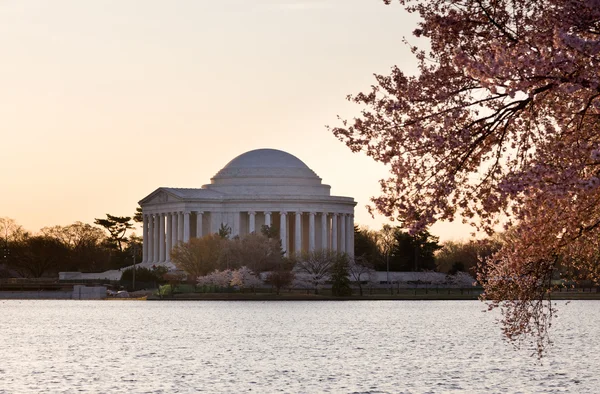 Flor de cerezo y Jefferson Memorial —  Fotos de Stock
