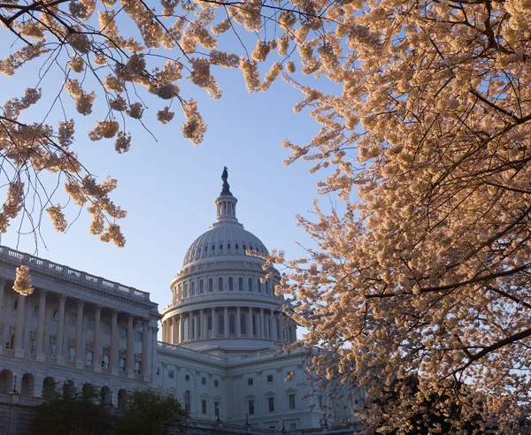 Sunrise at Capitol with cherry blossoms framing the dome — Stock Photo, Image