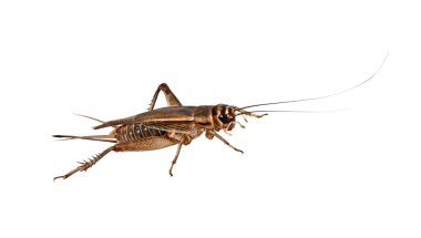 Cricket on a white background clipart