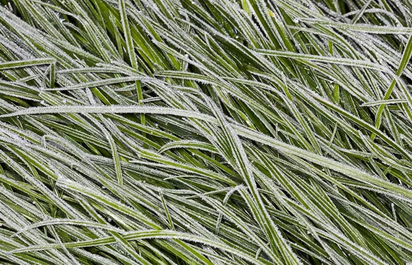 Hoarfrost on a grass — Stock Photo, Image