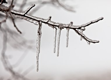 Ice and snow on on a branch after a sleet in Moscow suburbs clipart