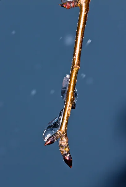 Gelo e neve em um ramo — Fotografia de Stock