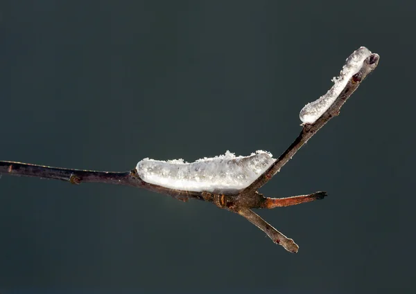 Ghiaccio e neve su un ramo — Foto Stock