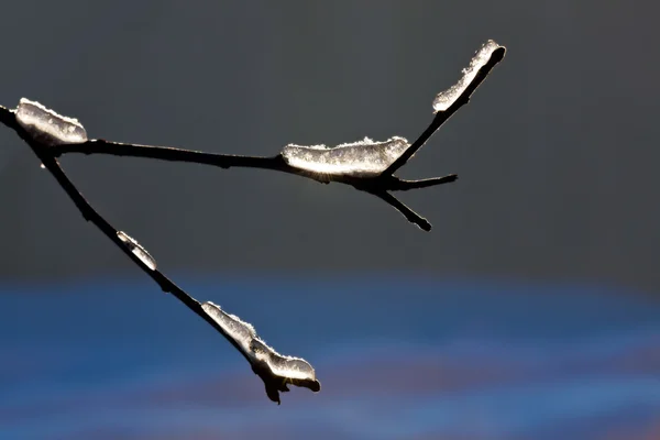 Glace et neige sur une branche — Photo