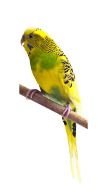 Yellow and green budgie clipart