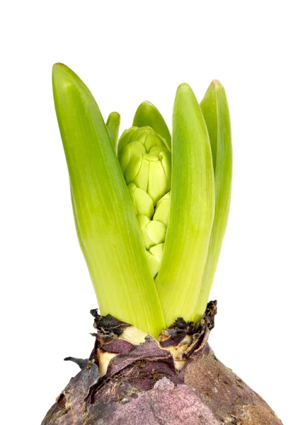 Young hyacinth — Fotografie, imagine de stoc
