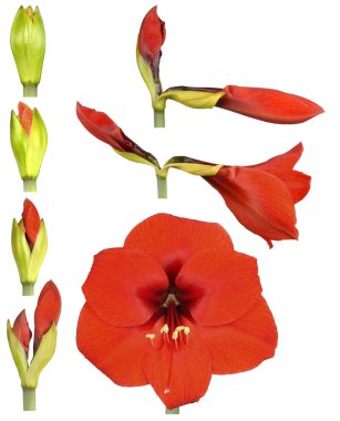 Hippeastrum çiçek