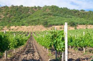 vineyard Avrupa satırları