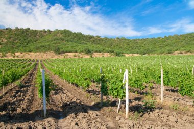 vineyard Avrupa satırları