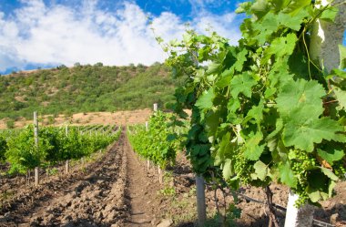 vineyard Avrupa satırları