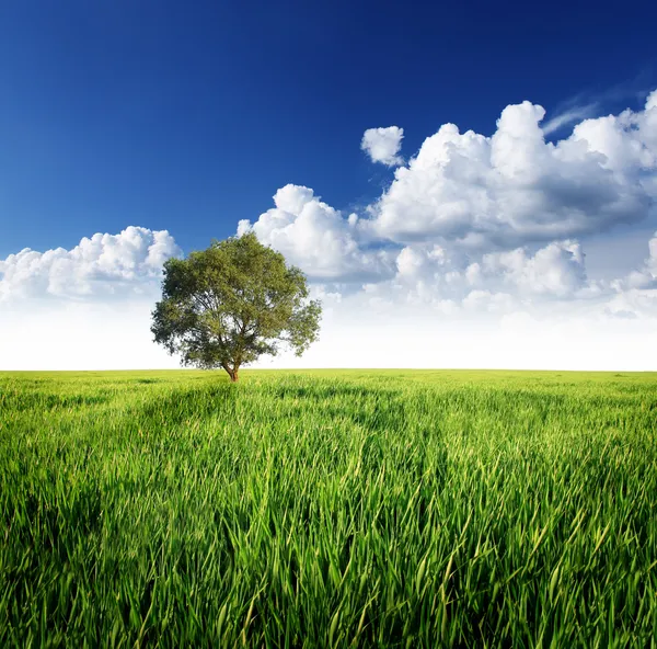 Alone Tree Green Meadow Cloudy Sky — Stock Photo, Image