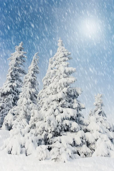 Bäume Mit Raureif Und Schnee Den Bergen Bedeckt — Stockfoto