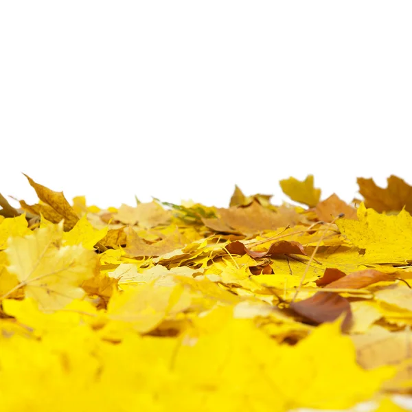 秋を葉します。. — ストック写真