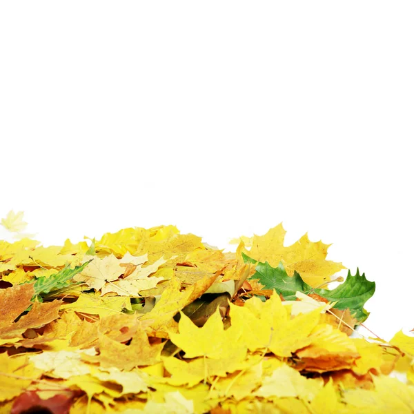 Herfst bladeren. — Stockfoto
