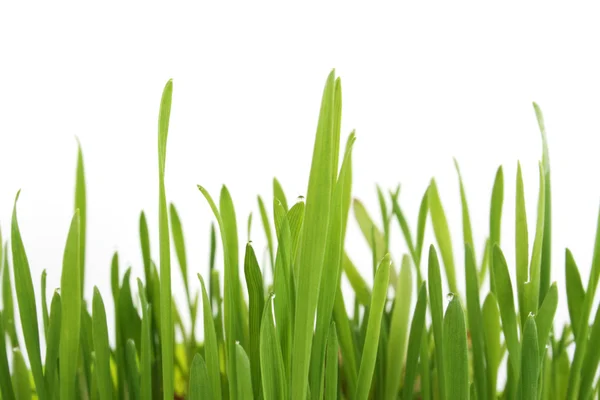 stock image Green grass