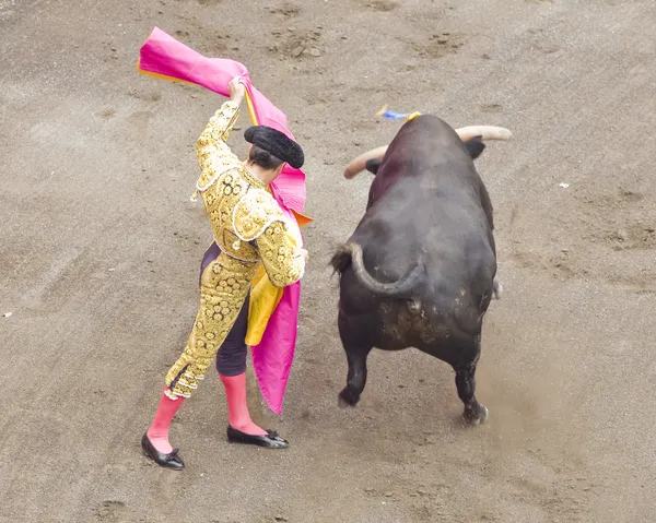 Toro e torero — Foto Stock