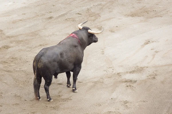 Bull Arena Bull Ring Waiting Tho Charge Bullfighter — Stock Photo, Image