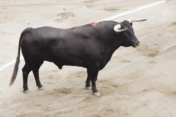 Toro en la arena — Foto de Stock