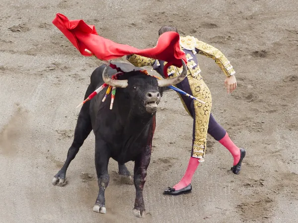 Bull and bullfighter — Stock Photo, Image