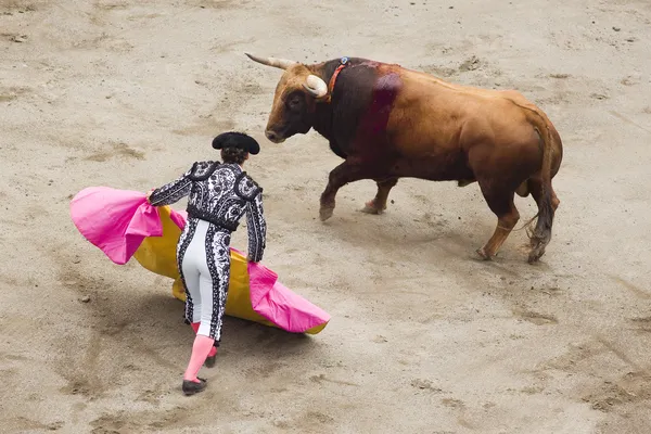 Toro y torero — Foto de Stock